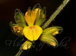 Image result for Rhynchosia viscosa