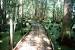 Magnolia Plantation House