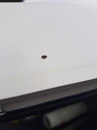 Kleine Kafer Im Haus Kleine Braune Kafer Im Zimmer Haus Was Tun
