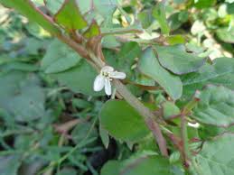 Image result for Trianthema portulacastrum