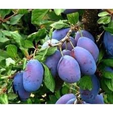 Image result for prunus domestica renkloda althana