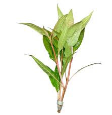 Image result for Hygrophila spiciformis