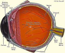 Bio201 Eye Model Eye Anatomy Human Body Systems Projects Nervous System Anatomy