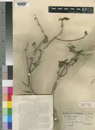 Image result for Anisotes formosissimus