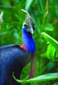 Daintree Rainforest Animals And Plants Rainforest Animals Daintree Rainforest Amazon Rainforest Animals