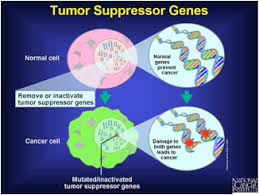 Sarcomas develop in the bone, cartilage, fat, muscle or other connective. How Does Cancer Begin Oncolink