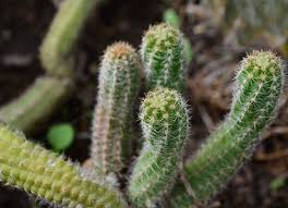 Cactus hold moisture in their leaves and stems. Why Is My Cactus Drooping Or Falling Over Terrarium Planting Guide