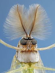 Black And White Biting Insect Uk Macro Midge With Spectacular Feathered Antennae Midges Are Non Biting Flies Related To The Mosquito Macro Photography Insects Insects Beautiful Bugs