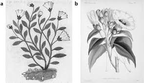 Check spelling or type a new query. Phytomorph Identification Of The Codex Cruz Badianus Springerlink