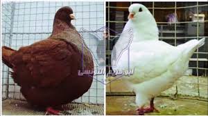 Maybe you would like to learn more about one of these? Ø¹Ø±Ø¬Ø§Ø¡ Ù†Ø¹Ù… Ø¬Ù‡Ø§Øª Ù…Ø§Ù†Ø­Ø© Ø§Ø³Ø¹Ø§Ø± Ø§Ù„Ø­Ù…Ø§Ù… Ø§Ù„Ø±ÙˆÙ…ÙŠ 2019 Cvc Cny Org