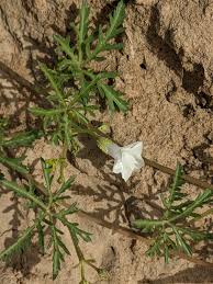 Image result for Ipomoea coptica