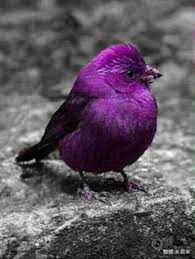 Birds Chirping In The Morning Meaning Pin By Ted Kisto On Color Splash Photos With Images Beautiful Birds Animals Beautiful Pretty Birds