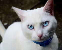Beautiful Black And White Cat With Blue Eyes White Cat With Blue Eyes A Photo On Flickriver White Cats Cat With Blue Eyes Cute Cats And Kittens