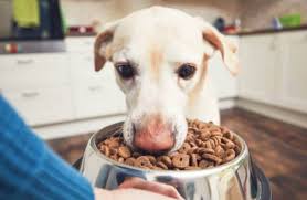 Croquettes Pour Chien La Recette Maison Facile Et Rapide En 2020 Croquette Pour Chien Nourriture Chien Nourriture