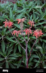 Image result for Aloe pienaarii