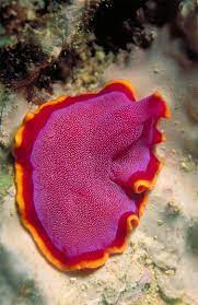 Did you know any of these amazing and scary deep sea creatures? Colorful Marine Flatworm Beautiful Sea Creatures Sea Slug Underwater Creatures