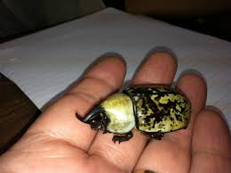 Maybe you would like to learn more about one of these? Eastern Hercules Beetle A Critters View
