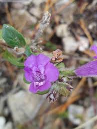 Image result for Clinopodium simense