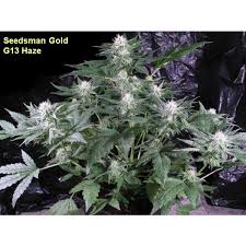Uplifts mood, boosts energy and creativity, relieves stress. G13 Haze Von Seedsman Cannabis Sorten Infos