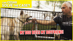 Here are some ways to stop the biting as advised by dog whisperer, cesar. My Dog Bites My Boyfriend Cesar Solves The Case Limited Series Youtube