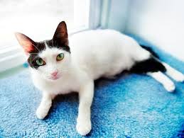 Some adoption agencies list their available animals, along with their photos and health records, on their. New Study Confirming Previous Studies Regarding Declawed Cats