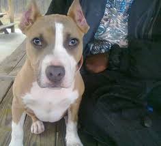 Moomoo or piebald pit bull. American Pitbull Terrier Dog Breed Pictures 7