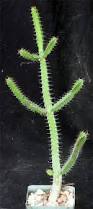 Image result for Euphorbia griseola