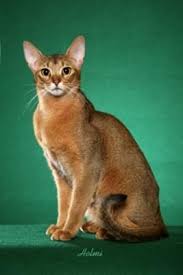 Abyssinian cat 11x14 signed art print painting rjk. Abyssinian Cat Catsbreedsabyssinian Abyssinian Cats Cats Purebred Cats