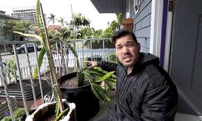 Dragon Fruit Plant Strange But Delicious Epic Gardening