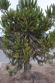 Image result for Euphorbia candelabrum