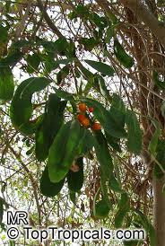 Image result for Cordia sinensis