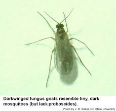 Their wings are partially transparent, allowing you to see fungus gnats' bodies contain what are called antifreeze proteins which make them especially hardy. Darkwinged Fungus Gnats Nc State Extension Publications