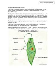 A false foot the pod is coming from the same root word as podiatry which is referring to the foot and what i really want you to appreciate this is used by amoeba either to move around or could be even used to attack something. Is Euglena A Plant Or Animal