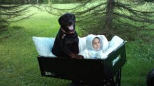 For how longer can your dog live with hemangiosarcoma without getting surgery? What S Killing Our Dogs A Dog S Tale Of Splenic Hemangiosarcoma Hubpages