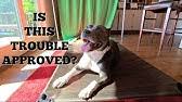 Elevated dog beds are lightweight and easy to assemble. Veehoo Elevated Pet Bed Youtube