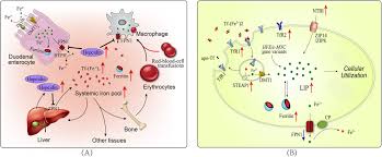 Image result for Ptycholobium contortum