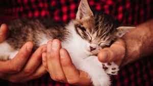 A newborn kitten's daily routine is made up of sleeping 90 percent of the time — that is almost 22 hours of shuteye! Train Your Cat To Let You Sleep Jackson Galaxy