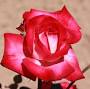 Profile Picture of Julia® rose - Palatine Fruit & Roseson Google