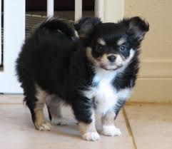Black And Tan Long Haired Chihuahua For Sale Pin Em Lineals Chihuahuas