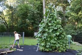 Cucumbers do best if grown on a trellis. How To Make A Tripod Garden Trellis From Pvc Pipe How Tos Diy