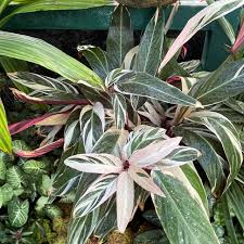 Image result for stromanthe