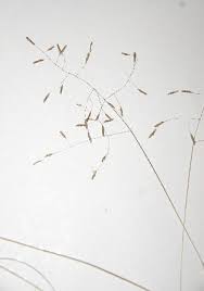 Image result for Eragrostis sclerantha