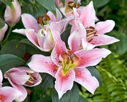 Bringe calla lilien zum blühen. Orientalische Lilien Pflanzen Und Pflegen Mein Schoner Garten