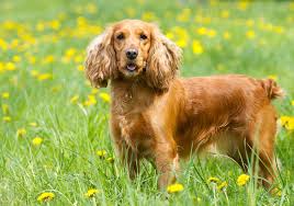 the ultimate guide to the cocker spaniel dog breed certapet