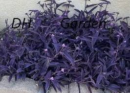 Image result for Tradescantia pallida