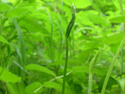 Image result for Ophioglossum thomasii