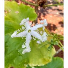 This is the fruit of the vine which comes under vegetables. Greenforbetter Snake Gourd Male Flower Snake Gourd Facebook