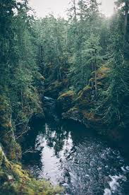 Bahan cat acrilyc kain kanvas ukuran 100x120 cm. Portofolio Fotografi Pemandangan Alam Deep Forest Landscapephotography Photographicscenery Scenery Nature Outdoors Adventure
