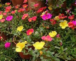 Maybe you would like to learn more about one of these? 26 Best Flowers To Plant In Florida Plants That Grow In Florida