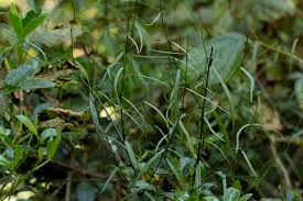 Image result for Periploca